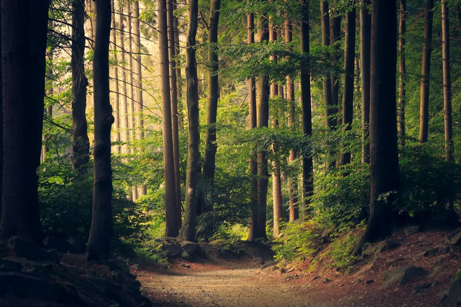 A sunlit forest path between tall trees